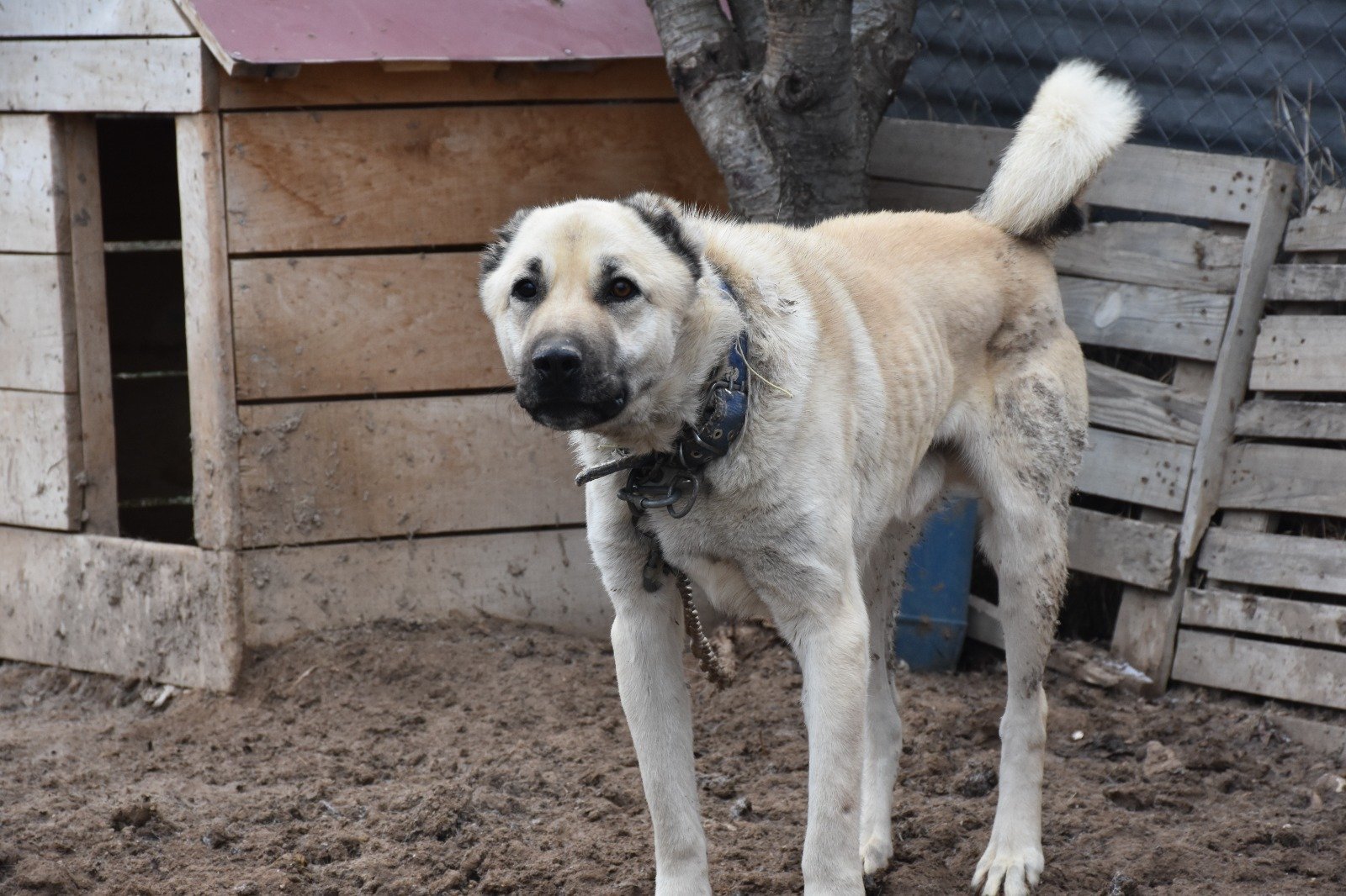 Kangal Köpeği, Sahibini Kesinlikle Korur