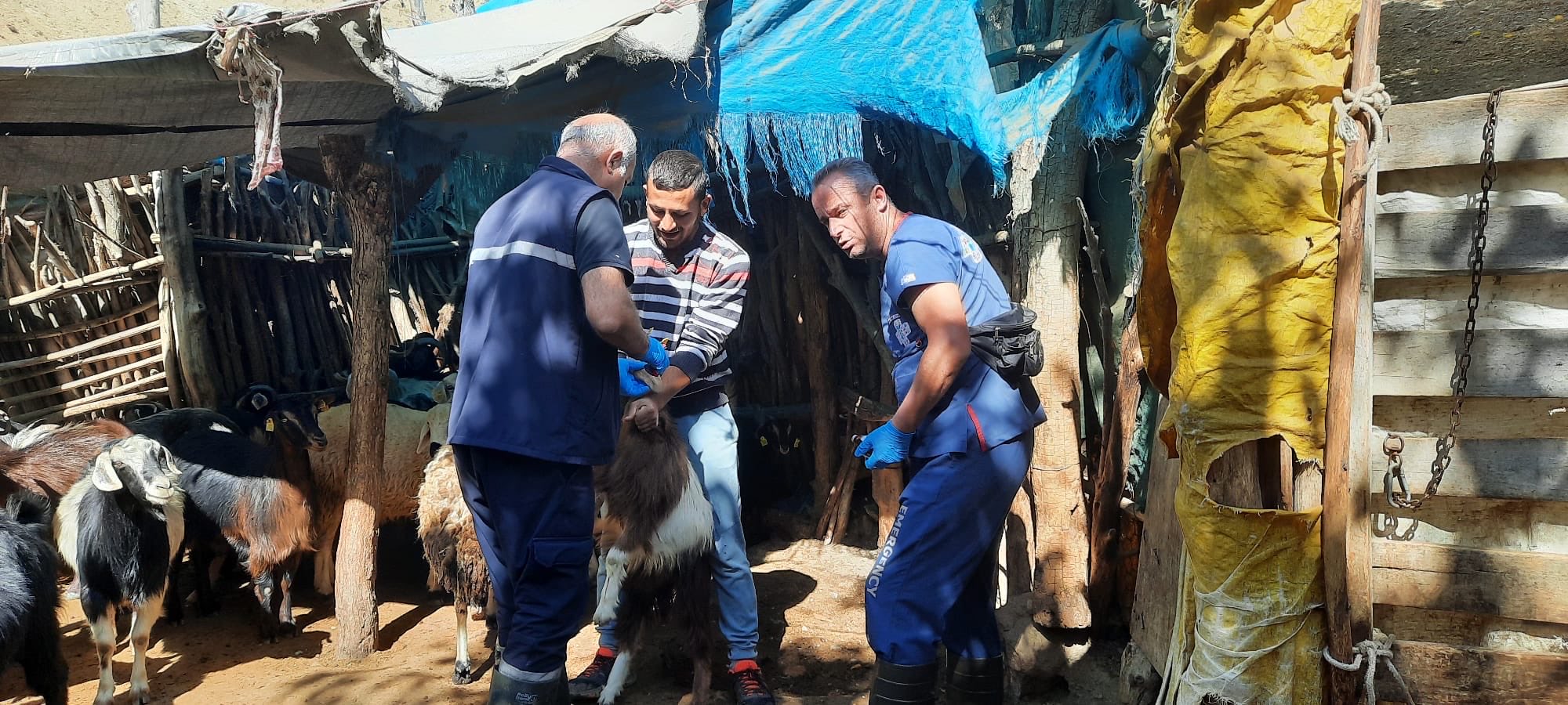 Sivas’ta Bitki ve Hayvan Sağlığı İçin Saha Çalışmaları Sürüyor